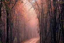 最水主帅？球队6连败+2场输63分，外援疯狂出手刷分，他不敢吭声.